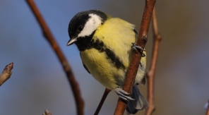La mésange « zinzinule »