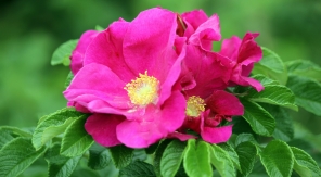 Rosa rugosa, le rosier qui ne demande rien à personne