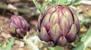 Multiplier l'artichaut