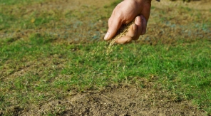 Semer le gazon trop tôt