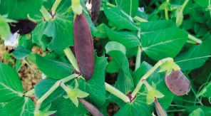 Un peu de couleur chez les pois