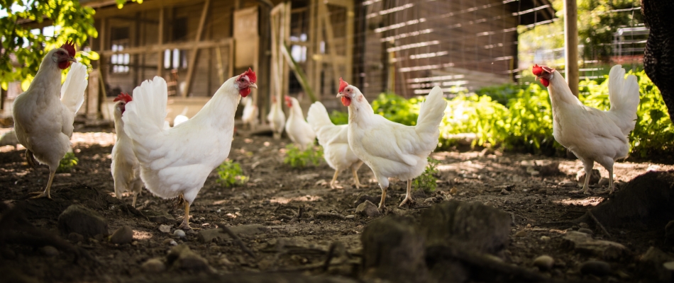 Au poulailler, le composteur porte des plumes - Minizap Grenoble