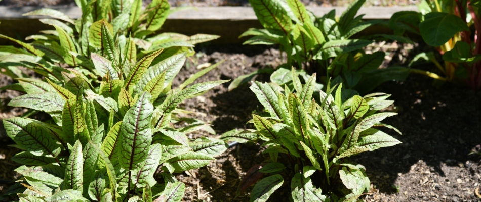 Diviser l'oseille - Minizap Grenoble