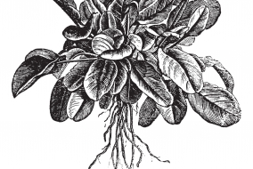 Oseille de Belleville