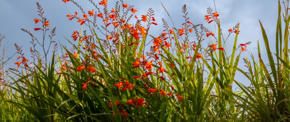 Le crocosmia, un bulbe d'été raffiné mais facile à vivre - Minizap Annecy