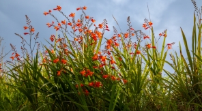 Le crocosmia, un bulbe d'été raffiné mais facile à vivre