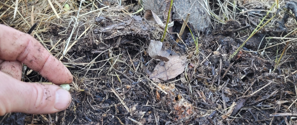 Planter des petits pois au pied des arbres fruitiers - Minizap Annecy