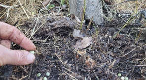 Planter des petits pois au pied des arbres fruitiers