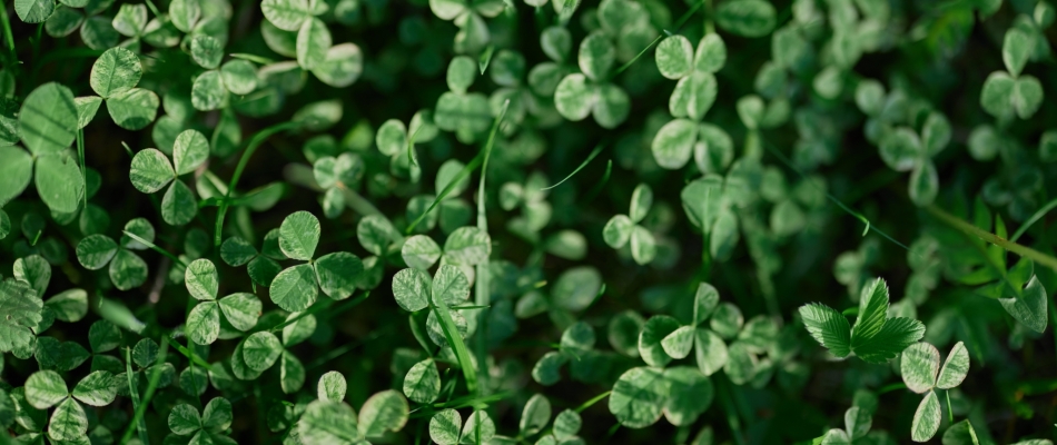 Semez du micro-trèfle pour voler au secours des pelouses assoiffées - Minizap Grenoble