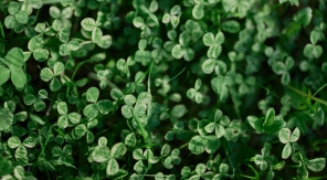 Semez du micro-trèfle pour voler au secours des pelouses assoiffées