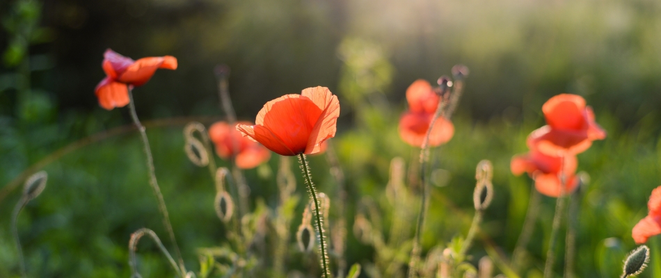 Est-il possible de faire un bouquet avec des coquelicots ? - Minizap Annecy