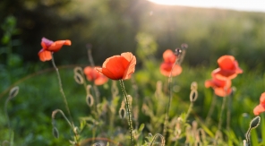 Est-il possible de faire un bouquet avec des coquelicots ?
