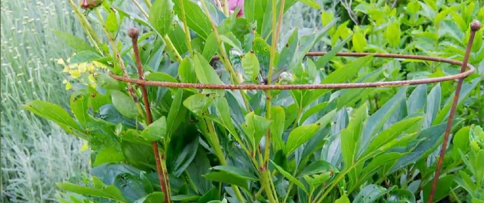 Au chevet des pivoines - Minizap Annecy