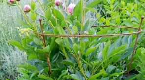 Au chevet des pivoines