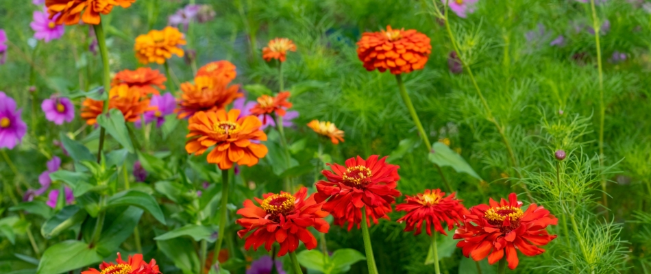 Les semis bouche-trous : des fleurs annuelles pour combler chaque vide - Minizap Annecy