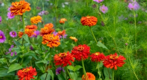 Les semis bouche-trous : des fleurs annuelles pour combler chaque vide