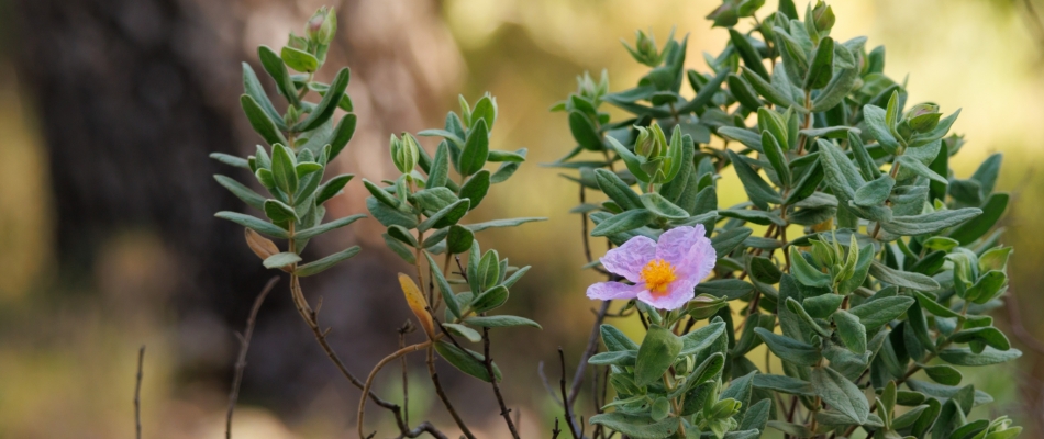 Recéper un ciste - Minizap Annecy
