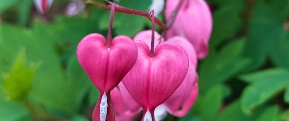 Marie, as-tu du cœur ? - Minizap Chambery