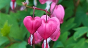 Marie, as-tu du cœur ?