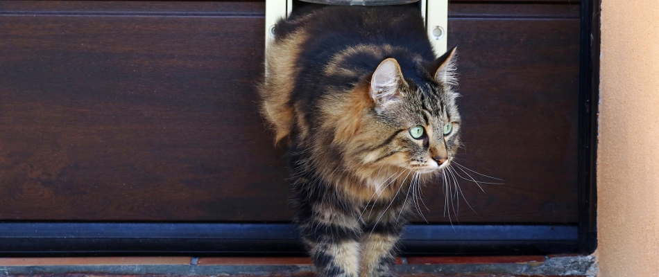 Installer une chatière en un clin d'œil - Minizap Grenoble