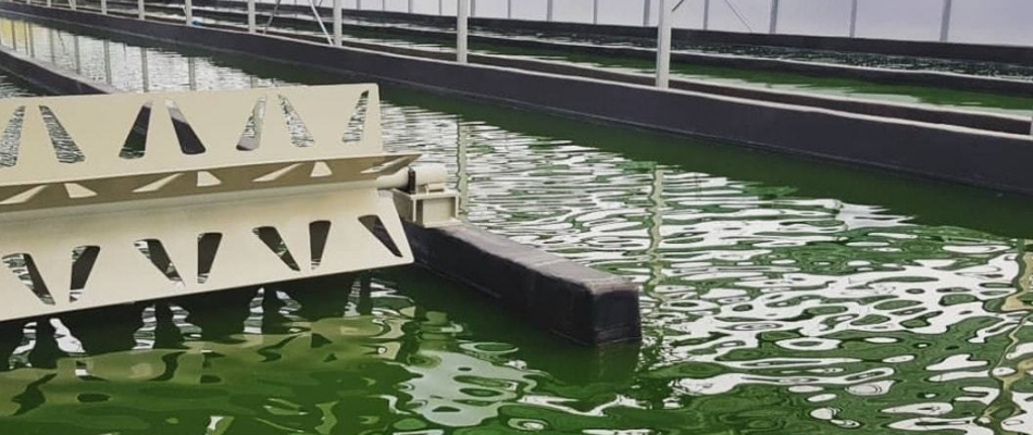 La ferme SpiruPeps à Moringhem - Minizap Pays Voironnais