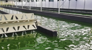 La ferme SpiruPeps à Moringhem