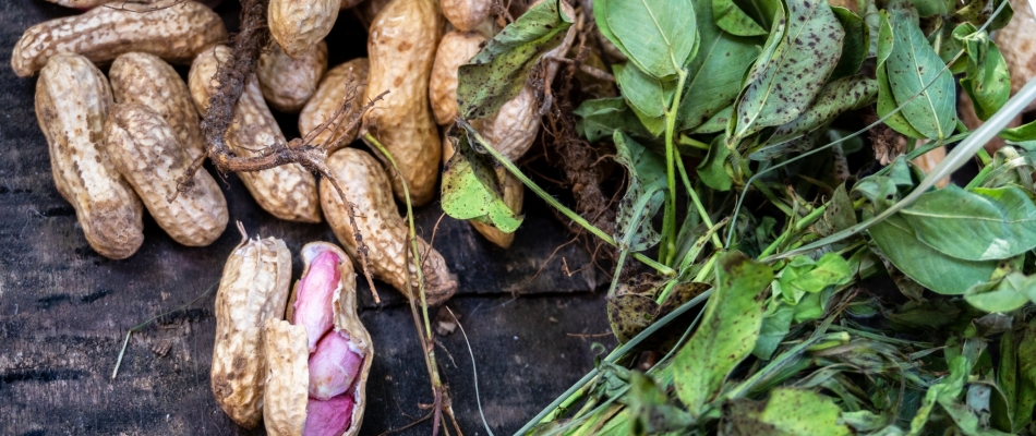 La cacahuète, un fruit qui se cultive et se déguste autant qu'il s'observe - Minizap Pays Voironnais