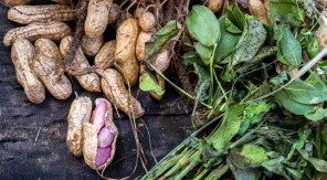 La cacahuète, un fruit qui se cultive et se déguste autant qu'il s'observe