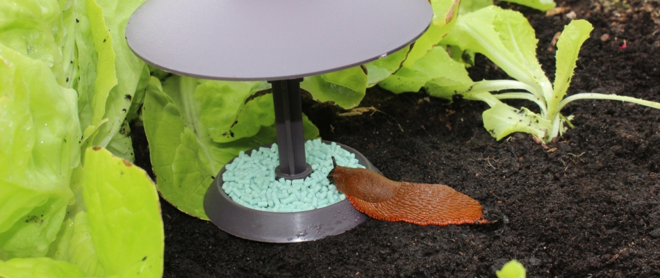 Sus à ces satanées limaces ! - Minizap Pays Voironnais