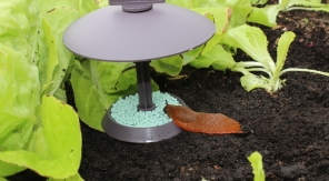 Sus à ces satanées limaces !