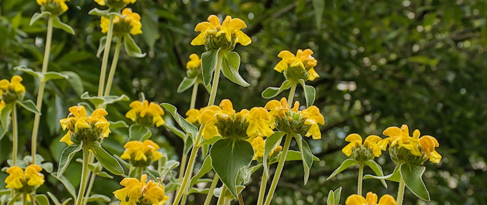 Célébrez les noces d'or de la sauge de Jérusalem et du genêt d'Espagne - Minizap Chambery