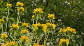 Célébrez les noces d'or de la sauge de Jérusalem et du genêt d'Espagne