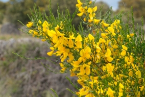 Gen&ecirc;t d'Espagne.