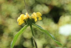 Sauge de J&eacute;rusalem.