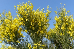 Gen&ecirc;t d'Espagne.