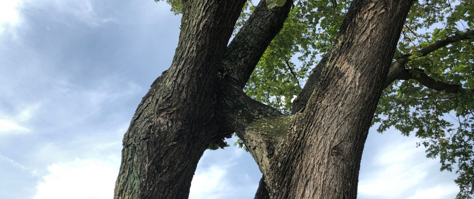 Entremêler deux arbres pour un joli symbole - Minizap Chambery
