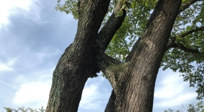 Entremêler deux arbres pour un joli symbole