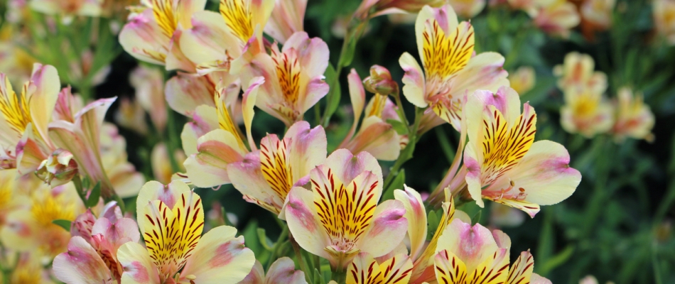 L'alstroemère, la petite fleur de lys au long règne - Minizap Grenoble