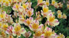 L'alstroemère, la petite fleur de lys au long règne