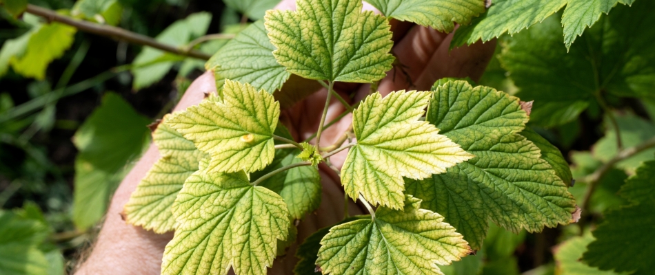 Qu'est-ce que la faim d'azote ? - Minizap Nord-Isère