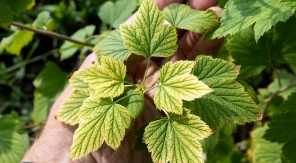 Qu'est-ce que la faim d'azote ?