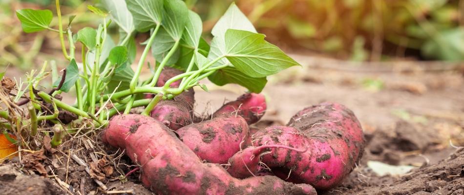Planter la patate douce - Minizap Grenoble
