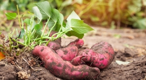 Planter la patate douce