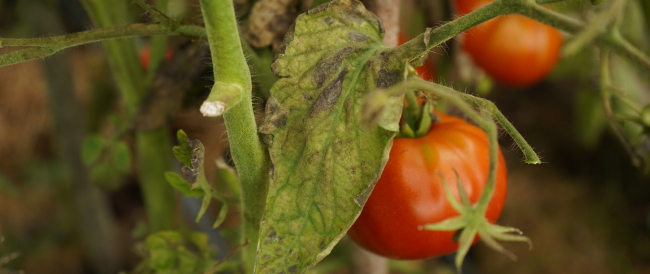 Tomate et mildiou, une vieille querelle de voisinage qui s'est envenimée - Minizap Nord-Isère