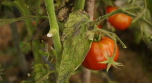 Tomate et mildiou, une vieille querelle de voisinage qui s'est envenimée