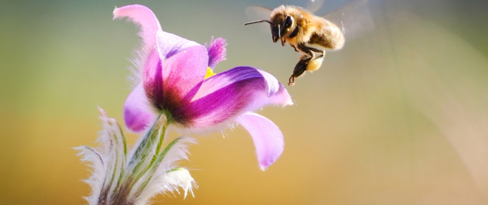 Pourquoi les fleurs sentent-elles bon ? - Minizap Annecy