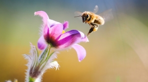 Pourquoi les fleurs sentent-elles bon ?