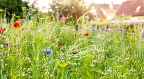 Tondre sa prairie fleurie comme un gazon