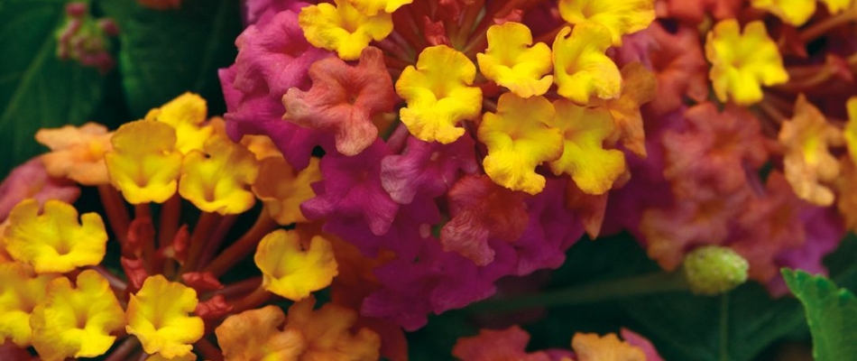 Une fleur au parfum… passionnant - Minizap Grenoble