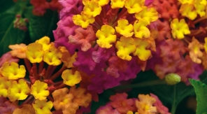 Une fleur au parfum… passionnant